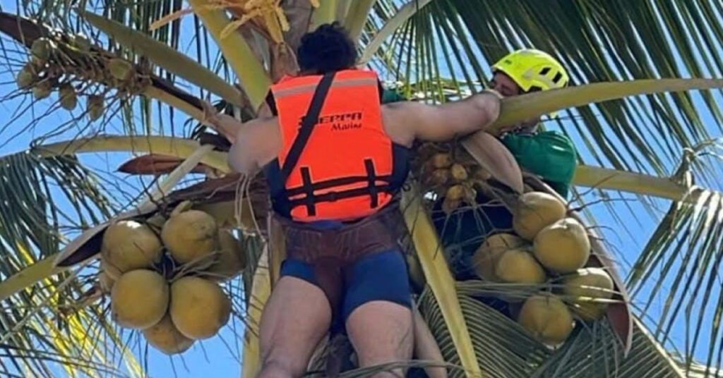 Un paracaidista originario de Monterrey fue rescatado después de quedar atrapado en una palmera en Puerto Vallarta. Las autoridades confirman que solo sufrió lesiones leves.