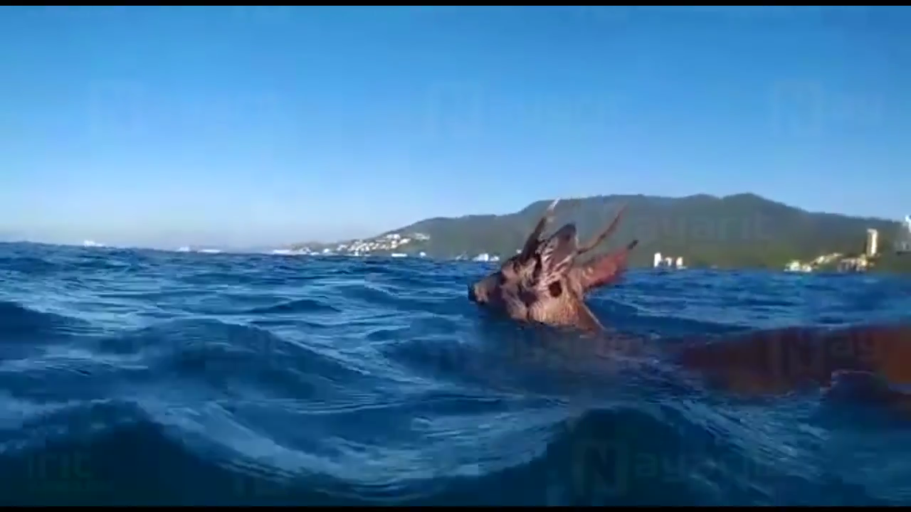 Deer Rescued From Waters Off Coast Of Puerto Vallarta VIDEO 