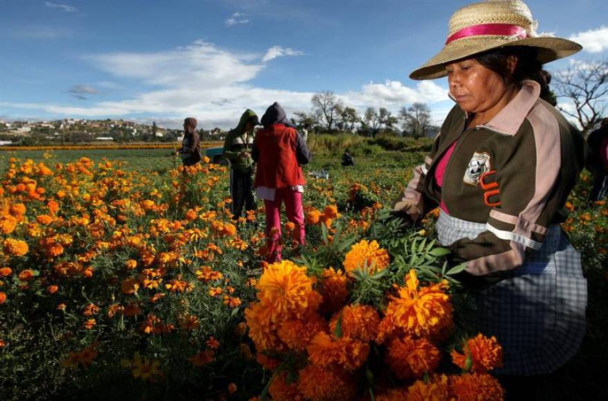 The Day of the Dead traditional flower thrives in Mexico