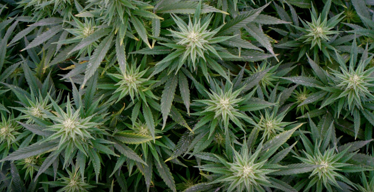 Mexico expected to pass law before December for recreational use of ...