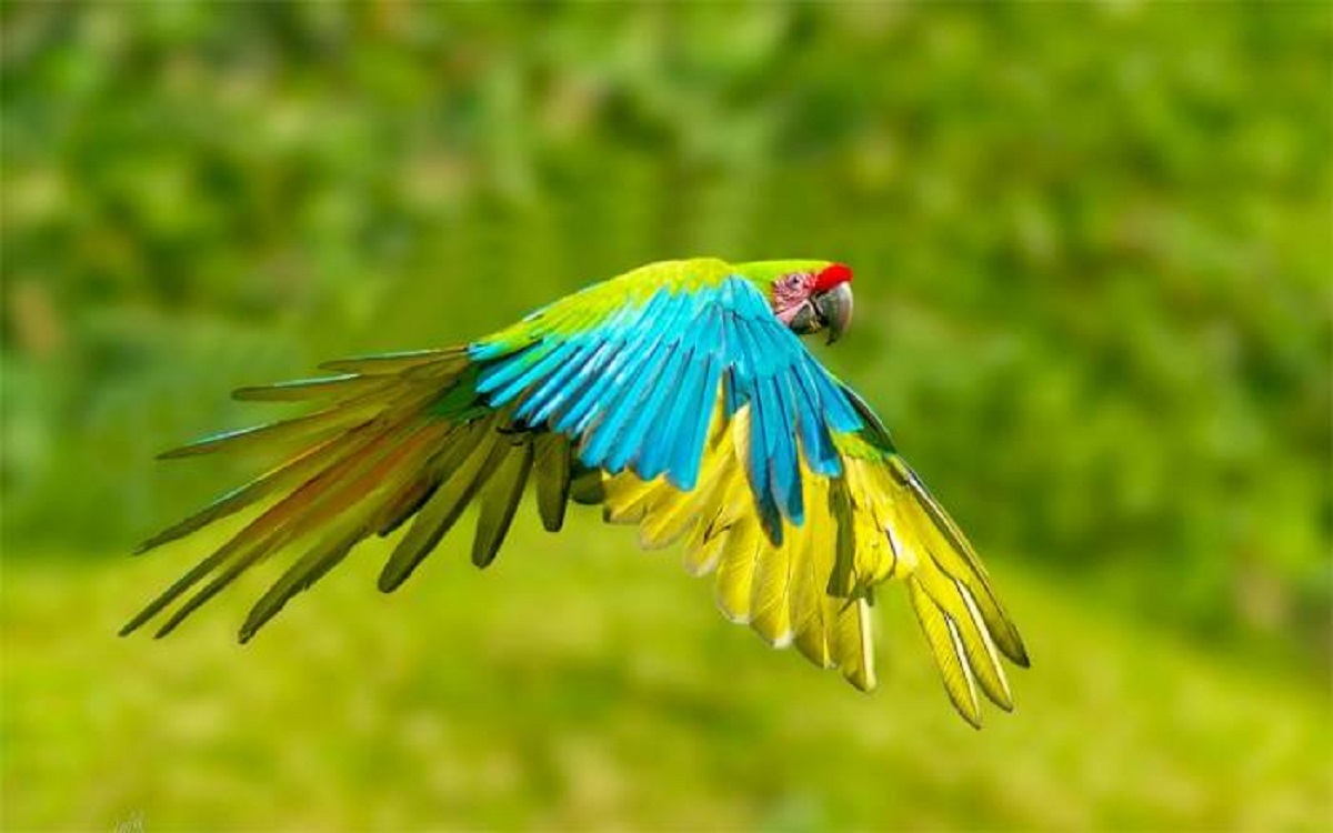 Nayarit macaws in danger of extinction due to illegal trafficking