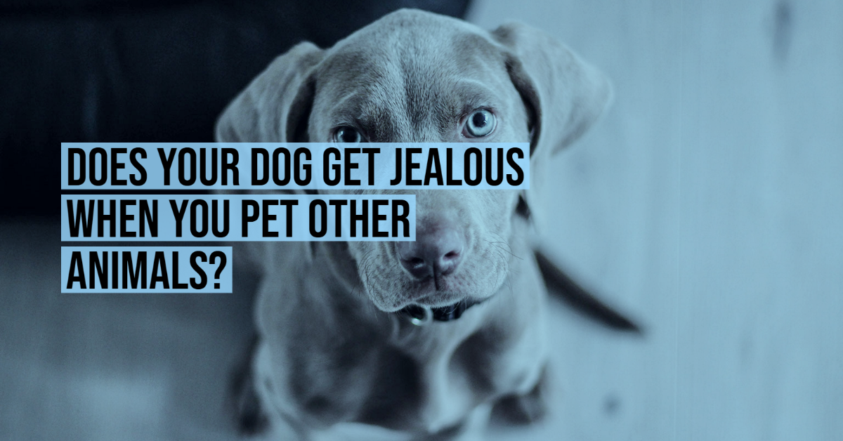 do dogs get jealous of humans
