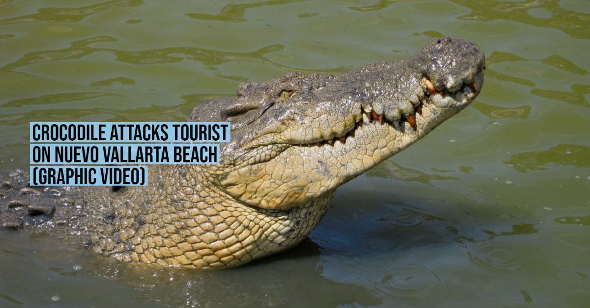 Crocodile attacks tourist on Nuevo Vallarta beach